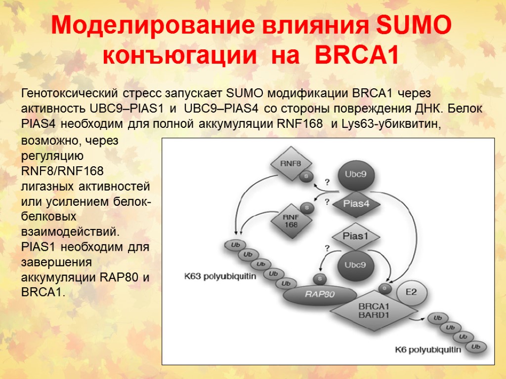 Моделирование влияния SUMO конъюгации на BRCA1 Генотоксический стресс запускает SUMO модификации BRCA1 через активность